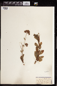 Hylotelephium telephium image