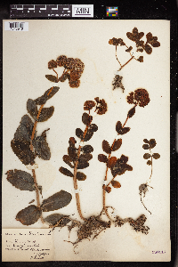 Hylotelephium telephium image