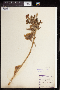 Hylotelephium telephium image