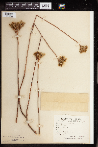 Sedum altissimum image