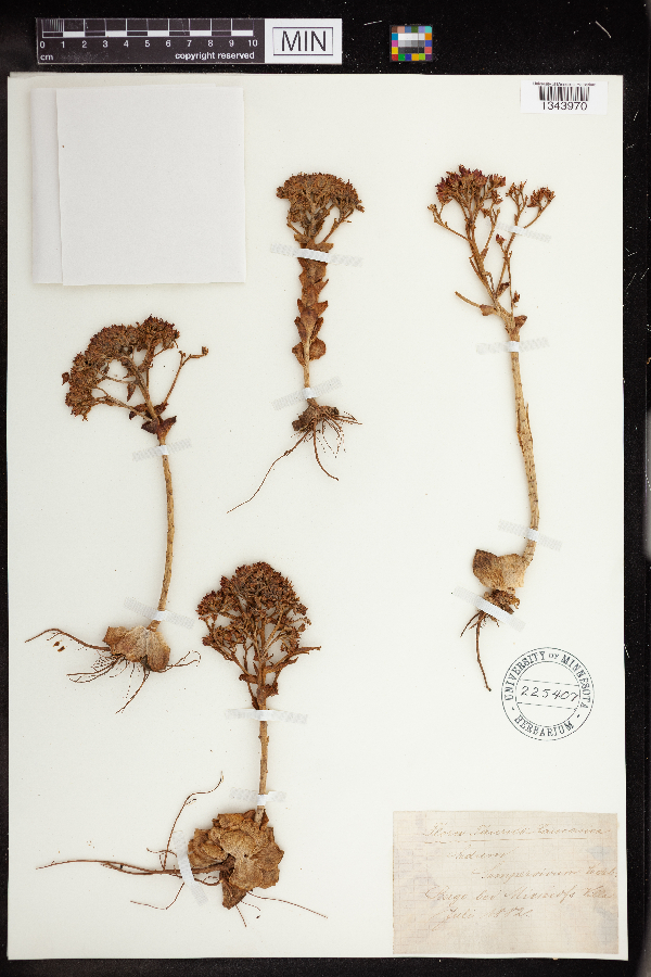 Sedum sempervivum image