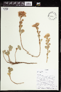 Phedimus spurius image