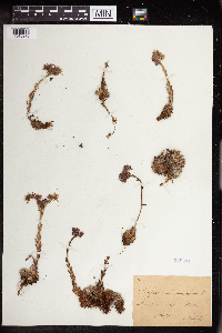 thumbnail image of current specimen