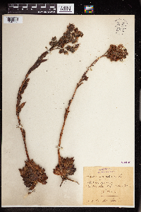 thumbnail image of current specimen