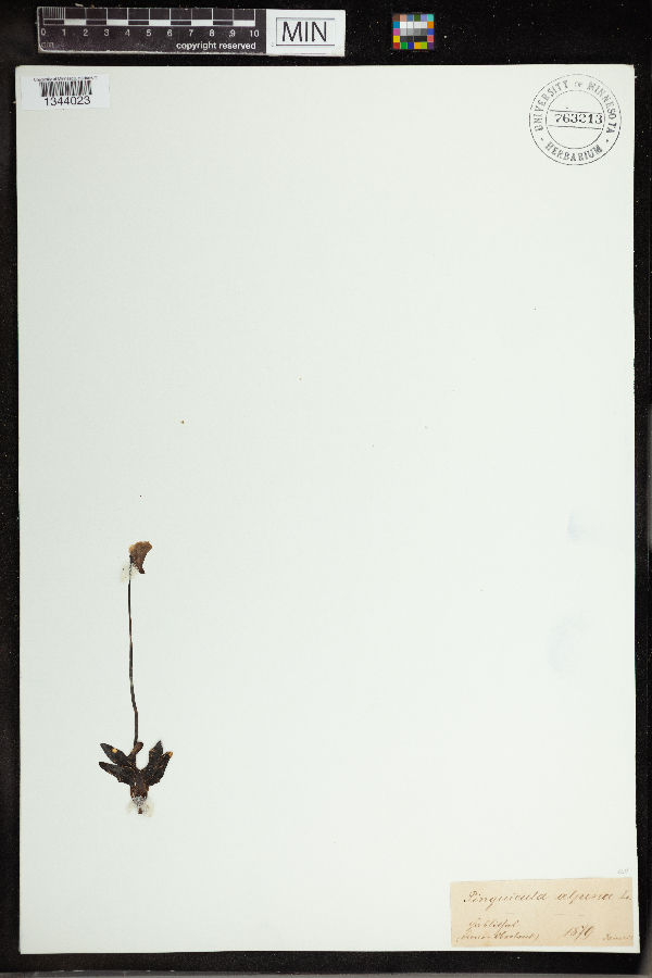 Pinguicula alpina image