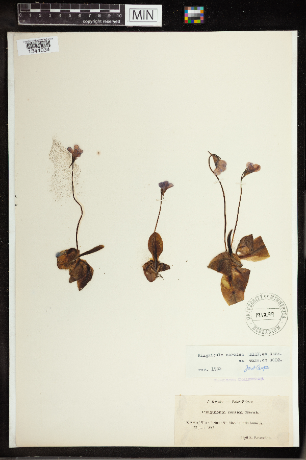 Pinguicula corsica image