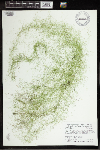 Utricularia gibba image