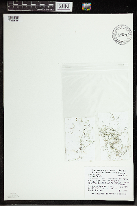 Utricularia gibba image