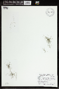 Utricularia gibba image
