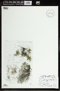 Utricularia gibba image