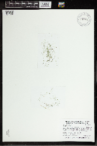 Utricularia gibba image