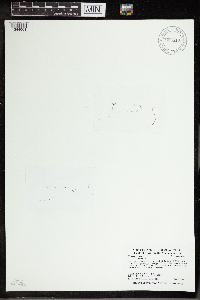 Utricularia gibba image