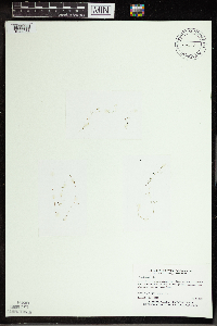 Utricularia gibba image