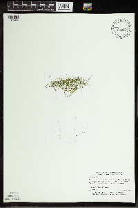 Utricularia gibba image