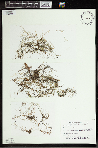Utricularia minor image