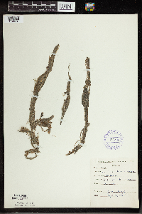 Utricularia intermedia image