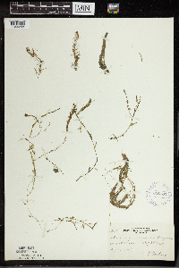 Utricularia intermedia image