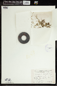 Utricularia intermedia image