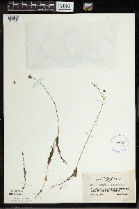 Utricularia intermedia image
