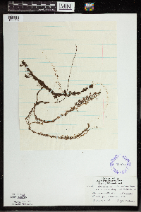 Utricularia intermedia image