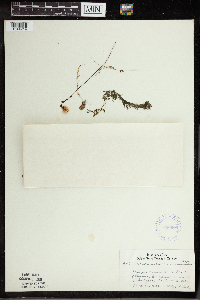 Utricularia intermedia image