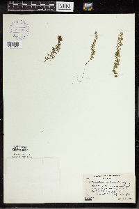 Utricularia intermedia image