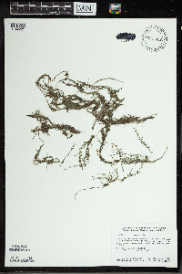 Utricularia minor image