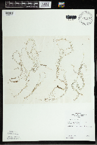 Utricularia minor image