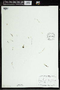Utricularia minor image