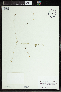 Utricularia minor image