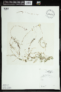 Utricularia minor image