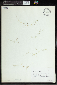 Utricularia minor image