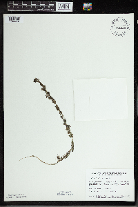 Utricularia minor image