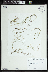 Utricularia minor image