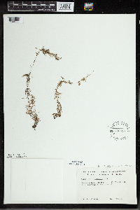 Utricularia minor image