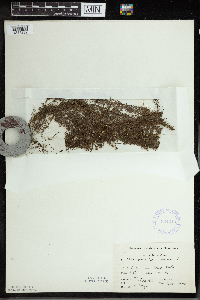 Utricularia minor image