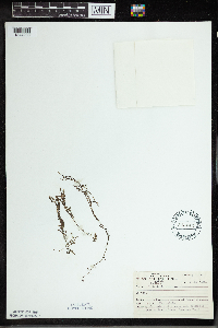 Utricularia minor image