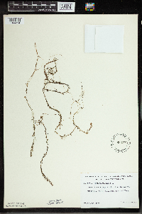 Utricularia minor image