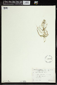 Utricularia minor image