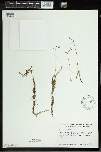 Utricularia minor image