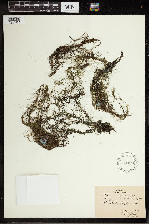 Lentibulariaceae image