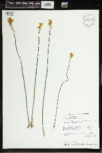 Utricularia cornuta image