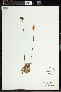 Utricularia cornuta image