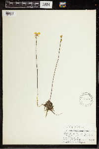 Utricularia cornuta image