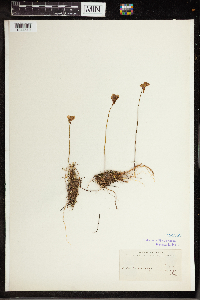 Utricularia cornuta image