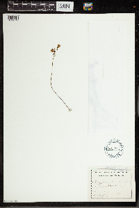 Utricularia cornuta image