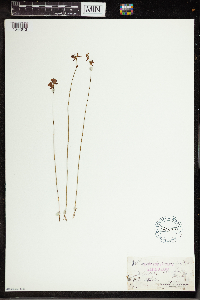 Utricularia cornuta image