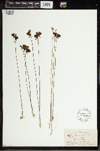 Utricularia cornuta image