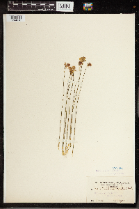 Utricularia cornuta image