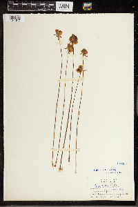 Utricularia cornuta image